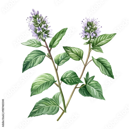 A watercolor vector of wild mint, isolated on a white background. Wild mint vector.
