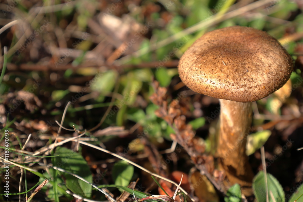 Small mushroom growing in the sun. Small mushroom growing in the sun.
