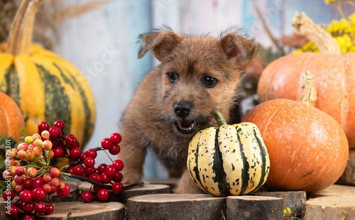 Norwich Terrier, playing with striped pumpkin photo