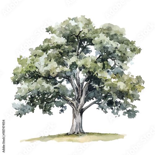 A watercolor of a white oak tree, isolated on a white background. White oak tree vector.
