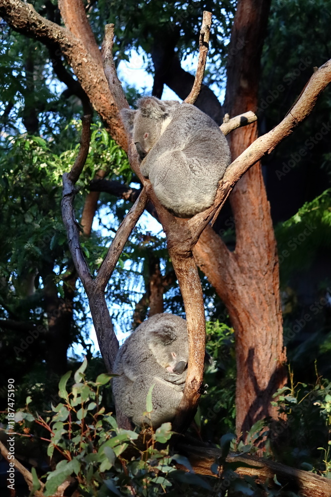 Two koalas sleeping on eucalyptus tree at Taronga Zoo, Sydney, Australia. Australian wildlife in a natural habitat. Two koalas sleeping on eucalyptus tree at Taronga Zoo, Sydney, Australia. Australian wildlife in a natural habitat.