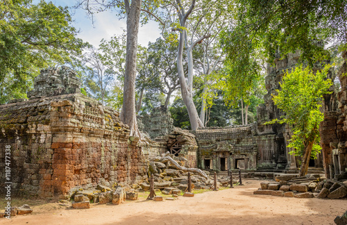 Tetrameles tree roots growing through ruined wall of ancient Ta Prohm temple, Angkor Vat, Siem Reap, Cambodia photo
