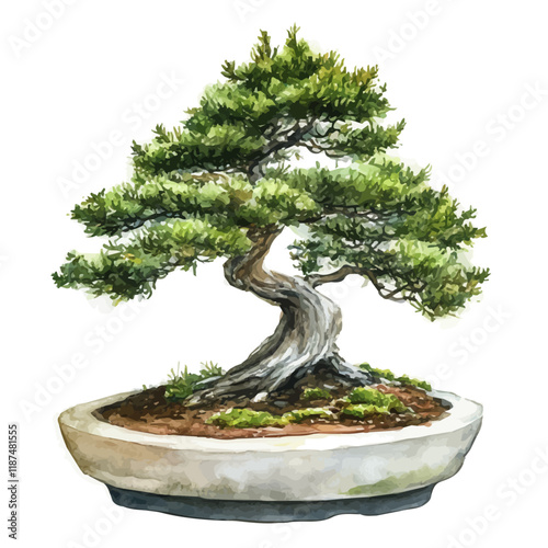 A watercolor painting of a white cedar bonsai tree, isolated on a white background. White cedar bonsai vector.
