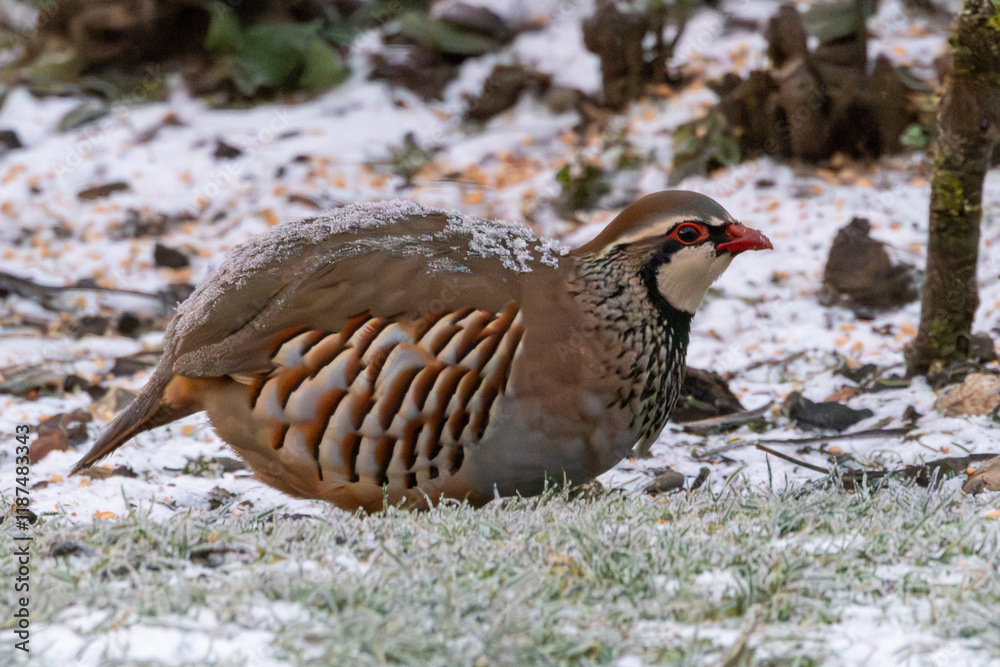 Red legged partridge still with overnight snow on the back. Red legged partridge still with overnight snow on the back.