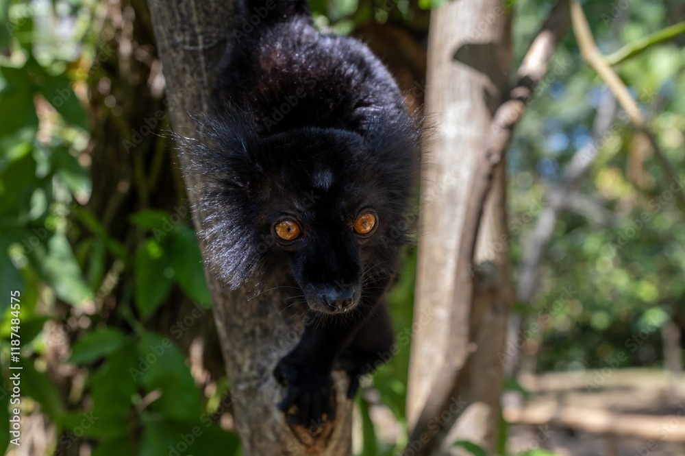 Obraz premium Black lemur (Eulemur macaco), Male, Madagascar nature