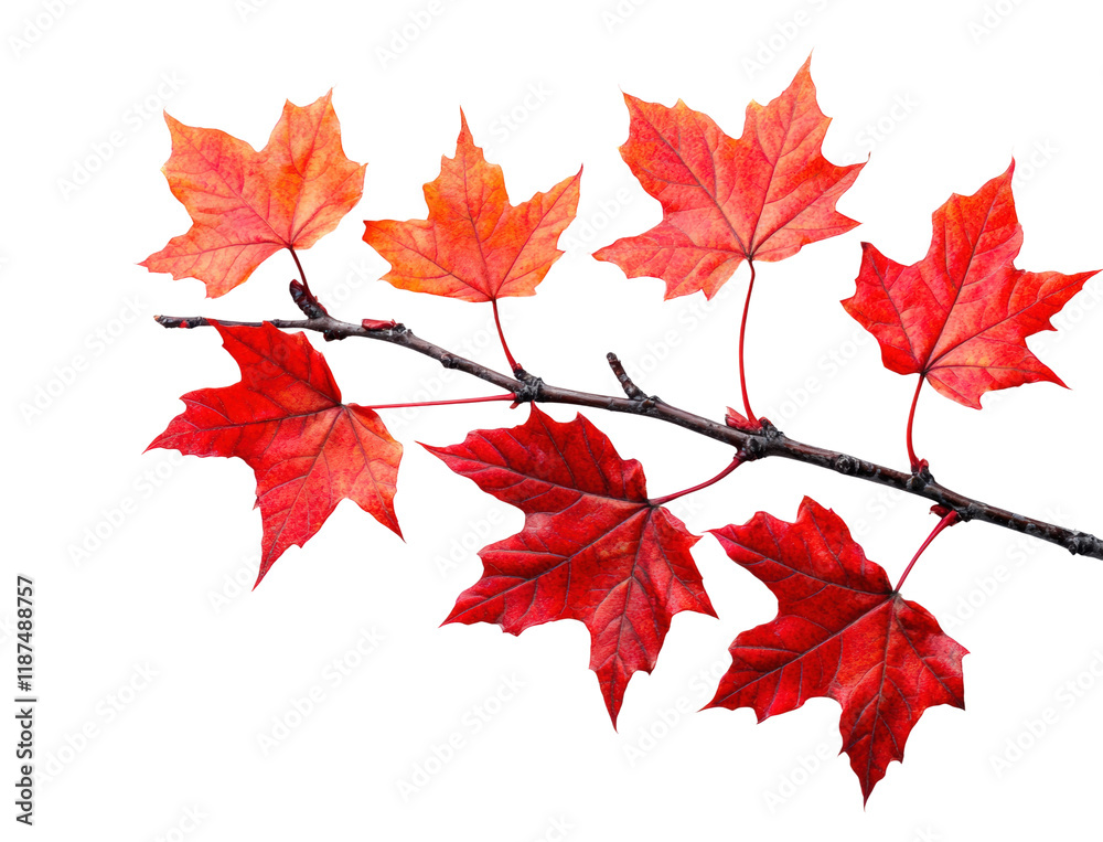 Vibrant red maple leaves collection on nature high fidelity detail isolated on transparent background png Vibrant red maple leaves collection on nature high fidelity detail isolated on transparent background png