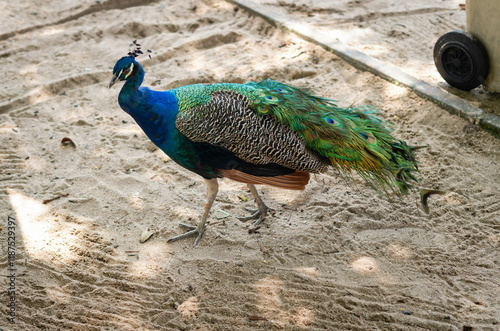 Close-up of a colourful  peacock at the Kwame Nkrumah Mausoleum  photo