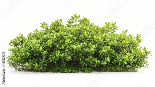 Isolated Green Bush on White Background Symbolizing Lush Nature