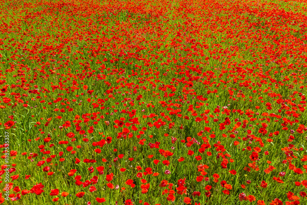 Poppies on a green field in summer. Bright poppy flowers field background