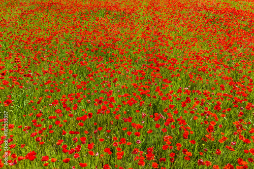 Poppies on a green field in summer. Bright poppy flowers field background