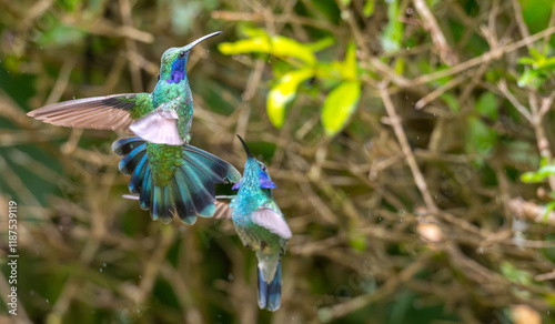 Closeup of a Mexican violetear hummingbird. photo