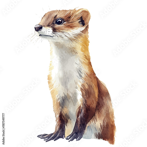 A watercolor vector painting of a Weasel, isolated on a white background. Weasel vector.

