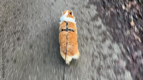 A corgi walking on a quiet mountain path captured from above
