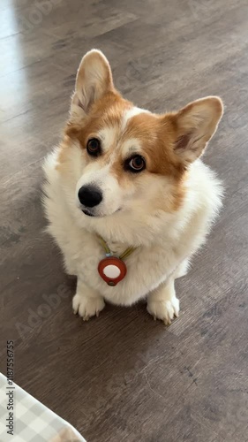 Dog sitting, tilting head like an owl while watching the camera