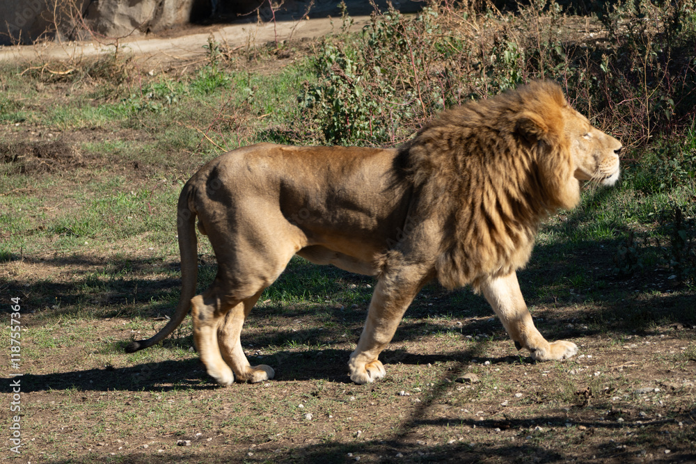 Naklejka premium Lion, Zoo, Walking - A male lion walks in a zoo enclosure.