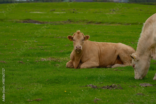 Cows are grazing on a meadow. Cattle cow pasture in a green field. Dairy cattle at pasture on hill in rural. Cattle Breed pasture on grass field. Brangus Cattle in natural pasture. Pastures cow. photo