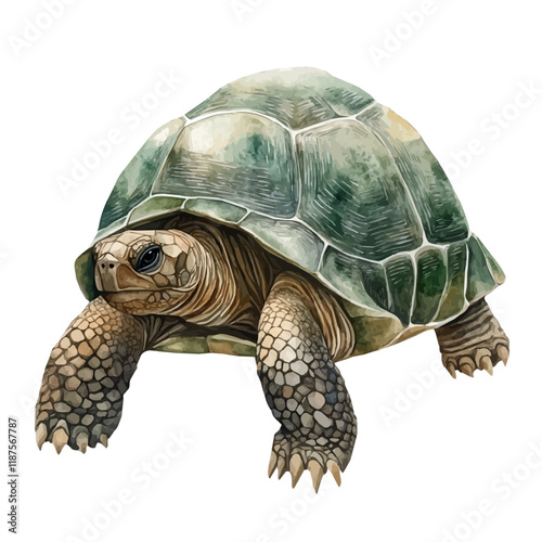 A watercolor vector painting of a Tortoise, isolated on a white background. Tortoise vector.

