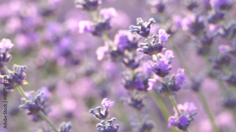 A bunch of purple flowers with a green background. The flowers are in full bloom and are very pretty. A bunch of purple flowers with a green background. The flowers are in full bloom and are very pretty.