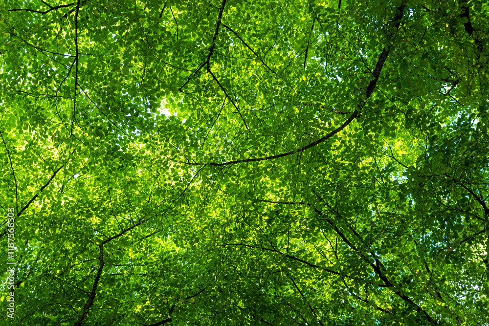 Green leaf background. Green leaf forest on blurred greenery background. Bokeh background. Green nature background. Green leaf in forest. Leaves plants blurred backdrop. Green leaf background. Green leaf forest on blurred greenery background. Bokeh background. Green nature background. Green leaf in forest. Leaves plants blurred backdrop.