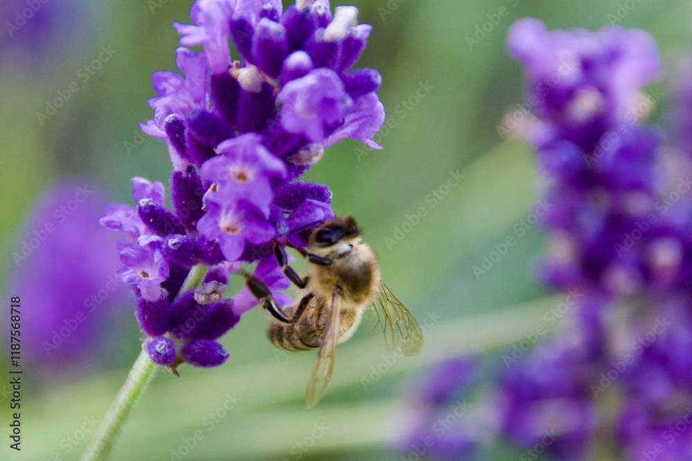 A close-up of a bee collecting nectar from vibrant purple lavender flowers, showcasing the beauty of pollination in nature. A close-up of a bee collecting nectar from vibrant purple lavender flowers, showcasing the beauty of pollination in nature.