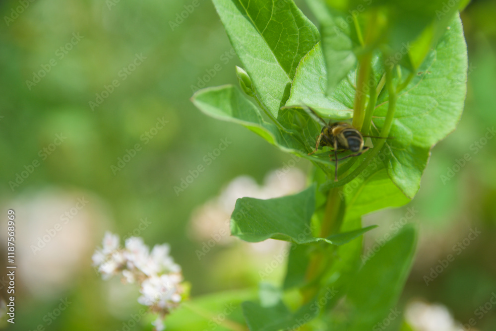 A close-up of a bee perched on the underside of a green leaf, surrounded by lush foliage and small white flowers, highlighting its natural habitat. A close-up of a bee perched on the underside of a green leaf, surrounded by lush foliage and small white flowers, highlighting its natural habitat.