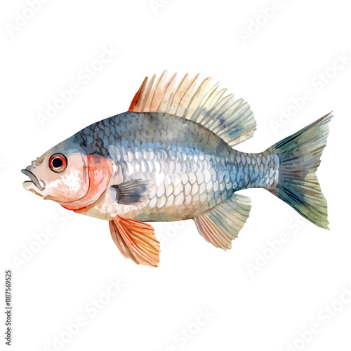 A watercolor vector painting of a Tilapia, isolated on a white background. Tilapia vector.

