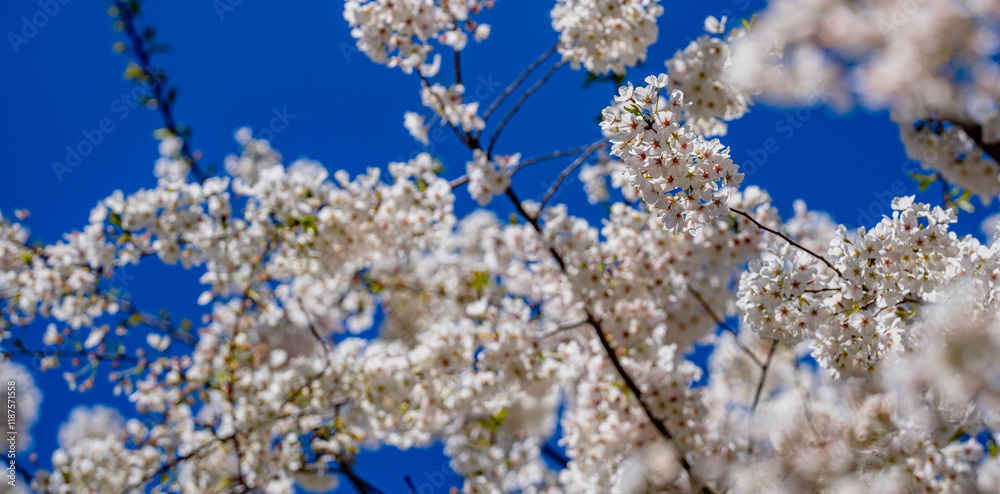 White bloom flowers. Blossom cherry tree on blue sky background. Spring background of bloom tree. Cherry bloom in spring time over blue sky. Flower bloom. White bloom flowers. Blossom cherry tree on blue sky background. Spring background of bloom tree. Cherry bloom in spring time over blue sky. Flower bloom.