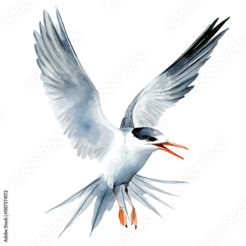 A watercolor vector painting of a Tern, isolated on a white background. Tern vector.

