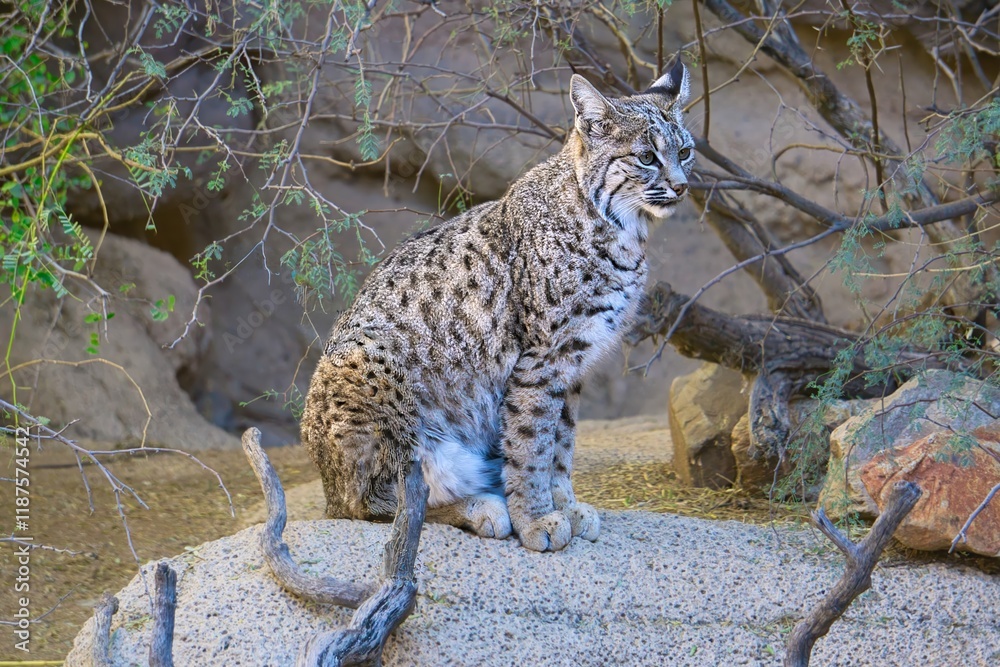 Obraz premium Bobcat in Tucson Arizona Desert
