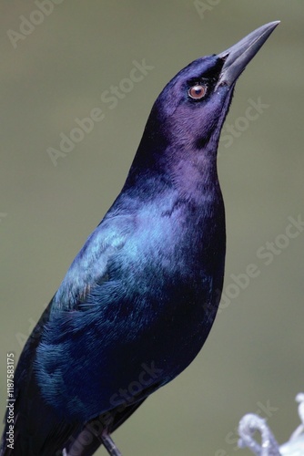 Slender-billed grackle Male bird posing  photo