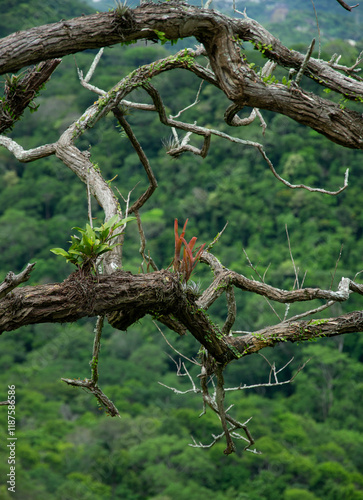 Planta trepadeira em galho de árvore photo