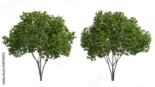 elderberry tree  isolated on transparant background