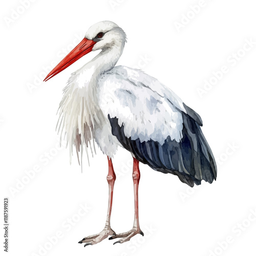 A watercolor vector painting of a Stork, isolated on a white background. Stork vector.

