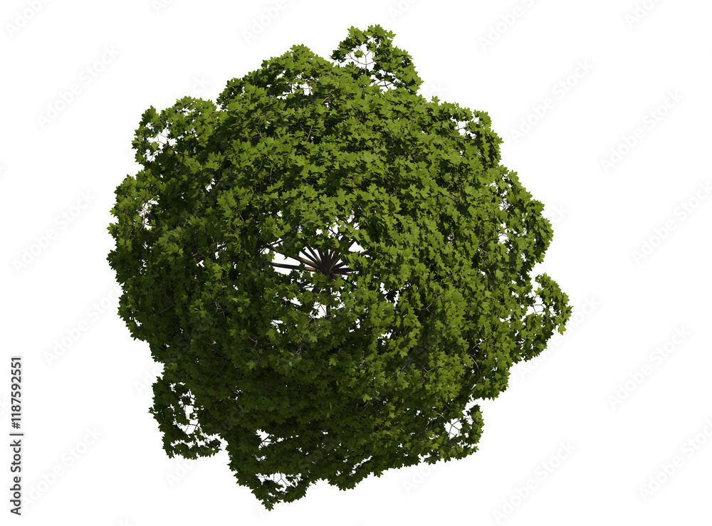 Obraz premium elderberry norway maple isolated on transparant background