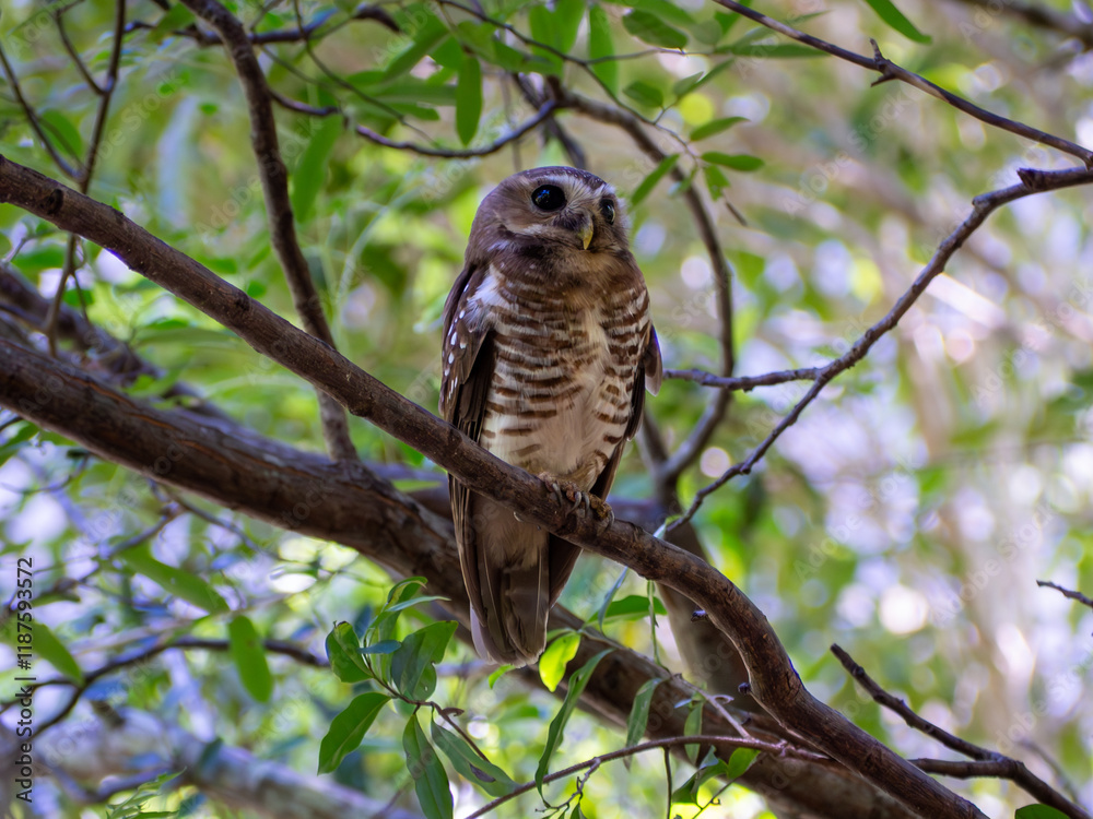 White-browed owl, Madagascar island tropical forest jungle owl White-browed owl, Madagascar island tropical forest jungle owl
