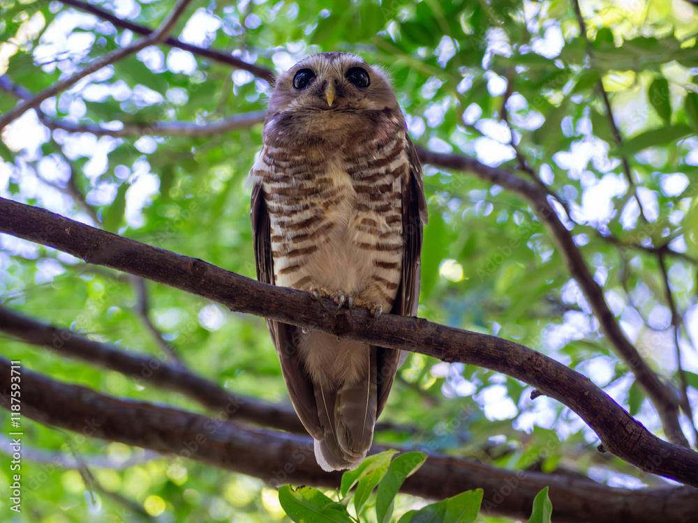 White-browed owl, Madagascar island tropical forest jungle owl White-browed owl, Madagascar island tropical forest jungle owl