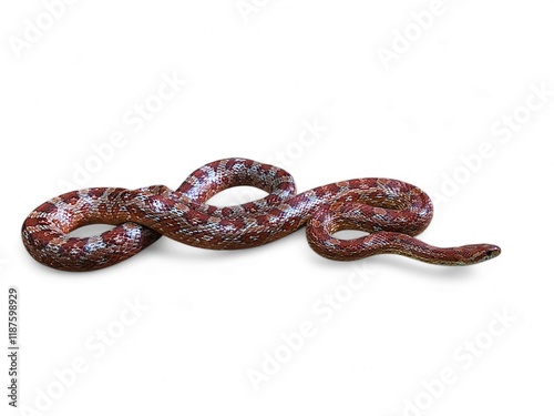 Red corn snake, Creamsicle Corn Snake (Elaphe guttata guttata) isolated on white background photo