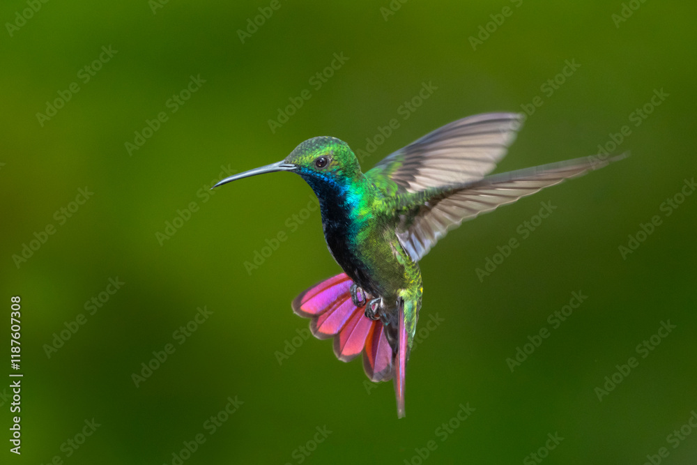 Fototapeta premium Black-throated Mango hummingbird hovering with tail flared and green background