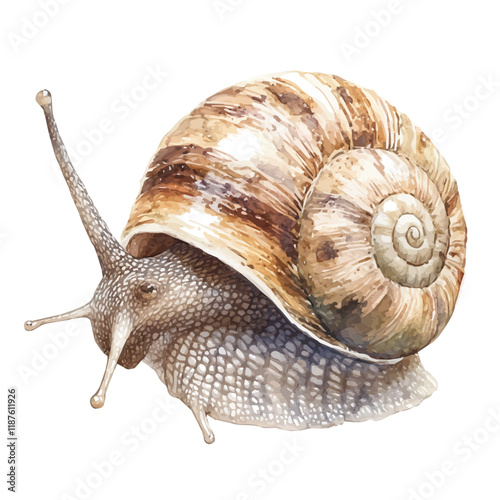 A watercolor vector painting of a Snail, isolated on a white background. Snail vector.

