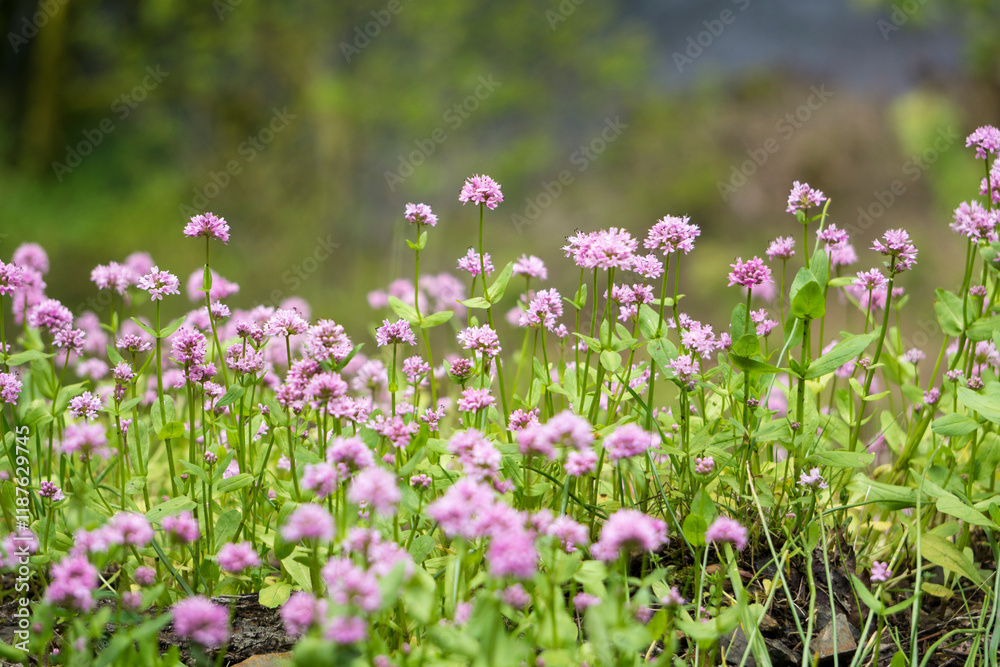 Blooming Field of Pink Wildflowers in Spring Blooming Field of Pink Wildflowers in Spring