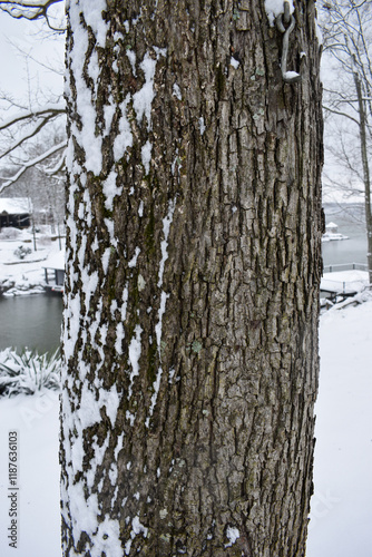 tree trunk with snow