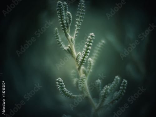 Plant foliage