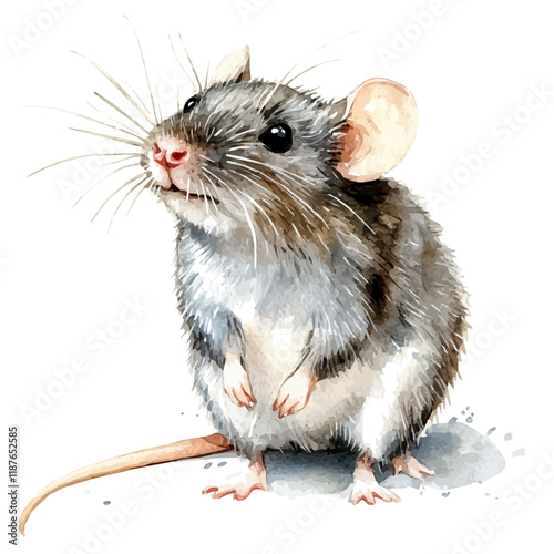 A watercolor vector painting of a Rat, isolated on a white background. Rat vector.

