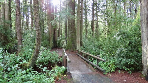 Woods Near Florence, Oregon