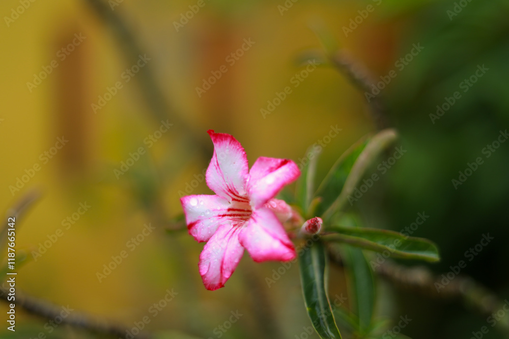 Obraz premium adenium flowers with pink and white on the edges
