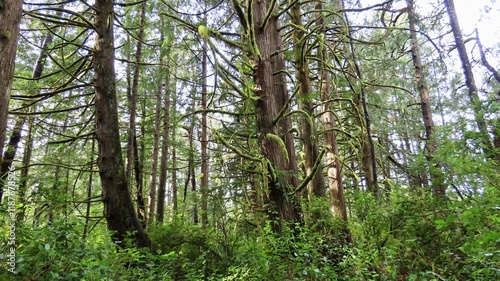 Lush, Green, Mossy Tree Branches in a Western Oregon Forest