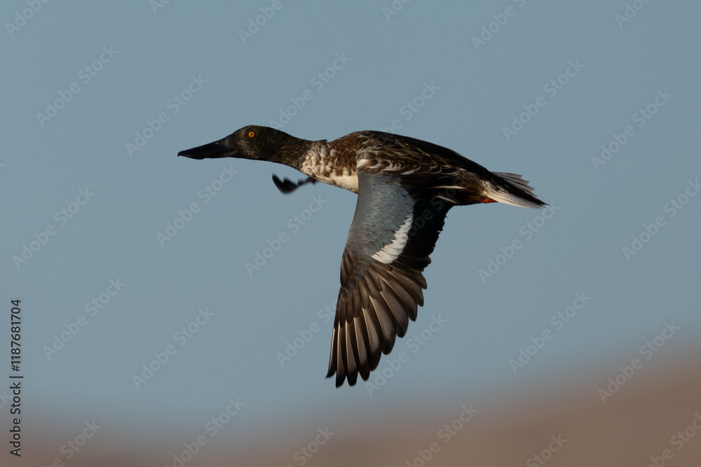 Male Northern shoveler flying in beautiful light, seen in the wild in North California Male Northern shoveler flying in beautiful light, seen in the wild in North California