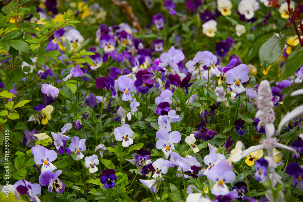 Vibrant purple and yellow pansies in a lush green garden setting.