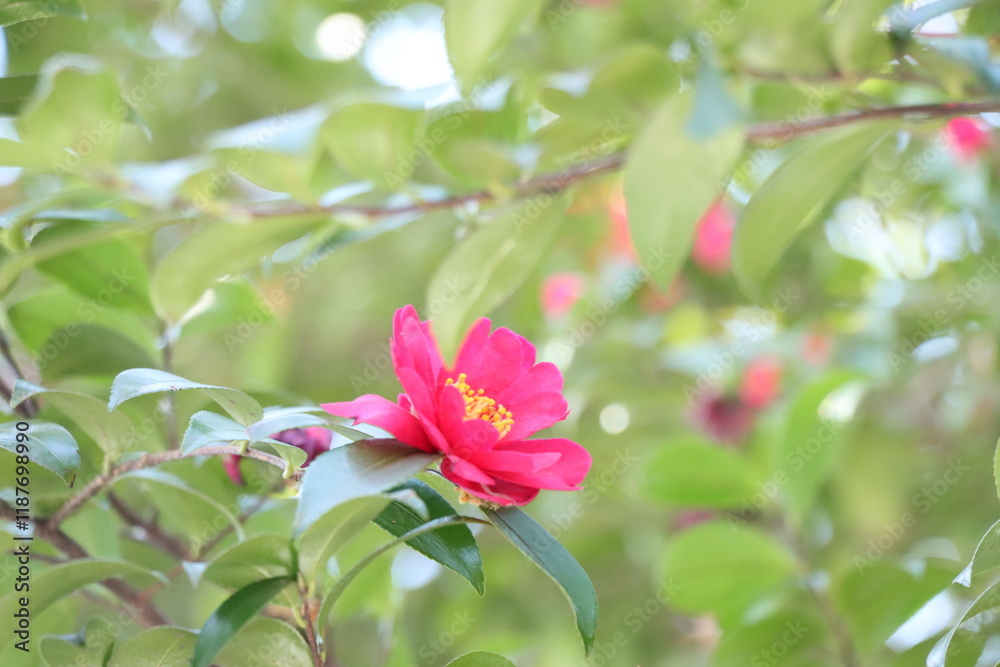 Fototapeta premium サザンカの花