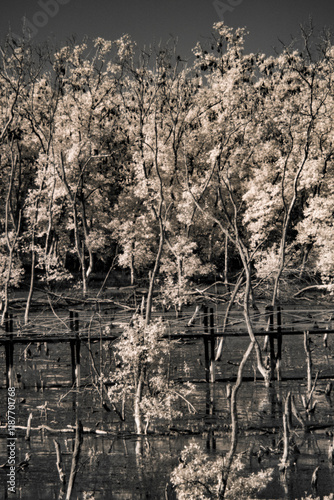 An infrared photograph of a swampy forest. The trees are bare and skeletal, their branches reaching up towards the cloudy sky photo